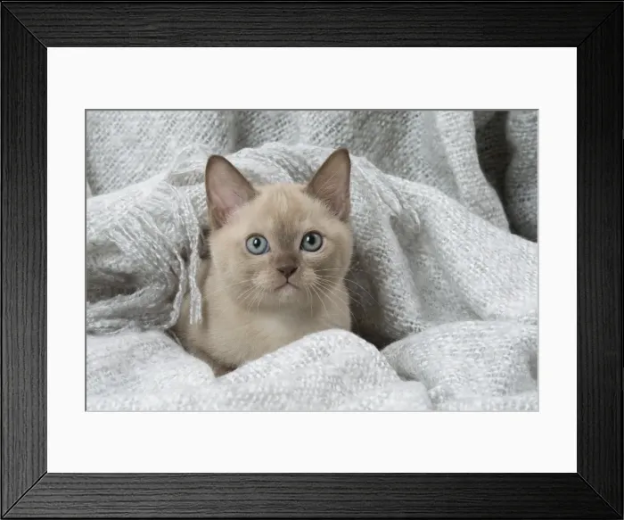 Framed Print : Picture No. 11807943 Framed Print : Picture No. 11807943