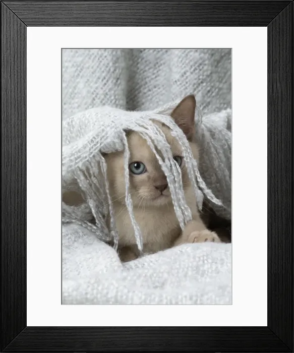 Framed Print : Picture No. 11807944 Framed Print : Picture No. 11807944