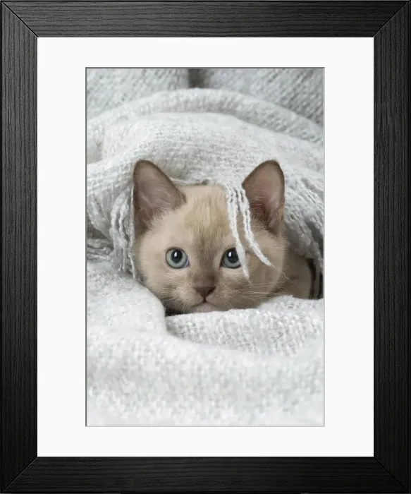 Framed Print : Picture No. 11807945 Framed Print : Picture No. 11807945