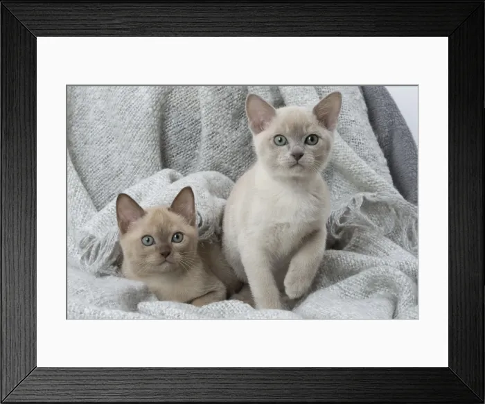 Framed Print : Picture No. 11807946 Framed Print : Picture No. 11807946