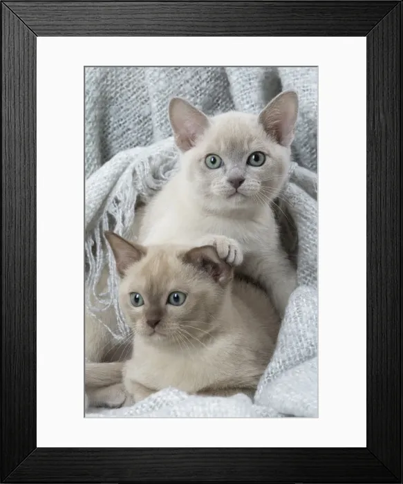 Framed Print : Picture No. 11807947 Framed Print : Picture No. 11807947