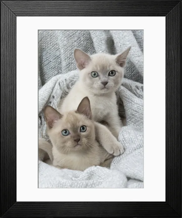 Framed Print : Picture No. 11807948 Framed Print : Picture No. 11807948