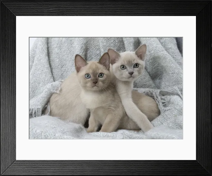 Framed Print : Picture No. 11807949 Framed Print : Picture No. 11807949