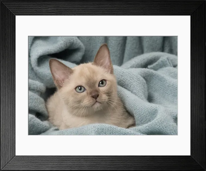 Framed Print : Picture No. 11807950 Framed Print : Picture No. 11807950