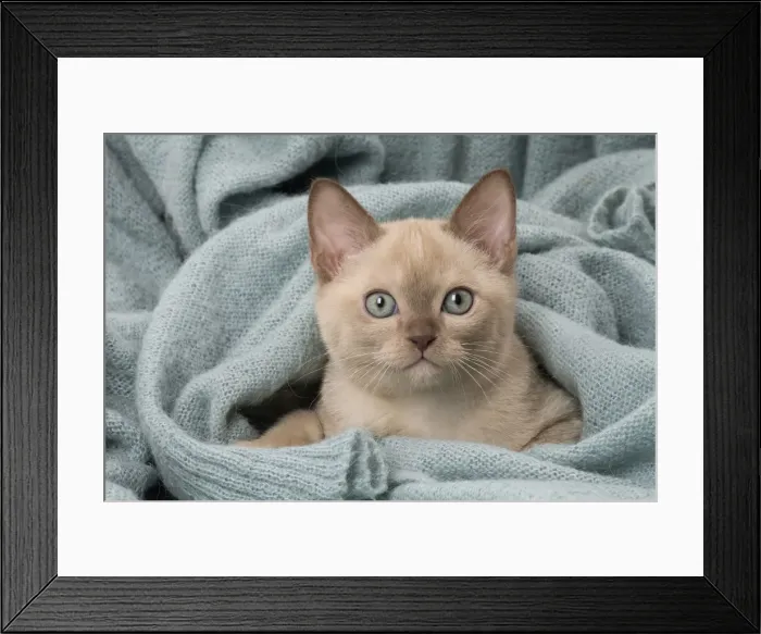 Framed Print : Picture No. 11807951 Framed Print : Picture No. 11807951