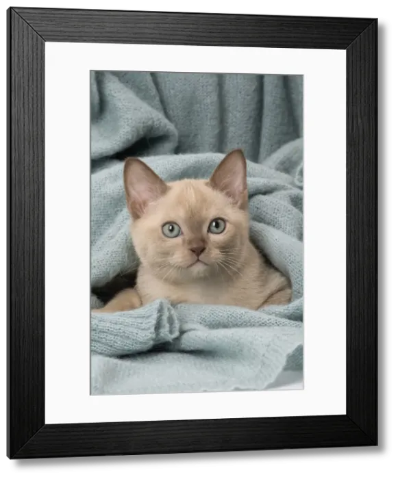 Framed Print : Picture No. 11807952