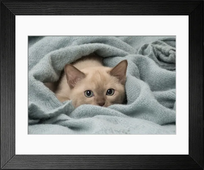 Framed Print : Picture No. 11807953 Framed Print : Picture No. 11807953