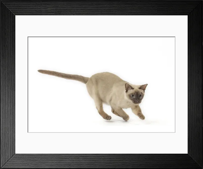 Framed Print : Picture No. 11807955 Framed Print : Picture No. 11807955