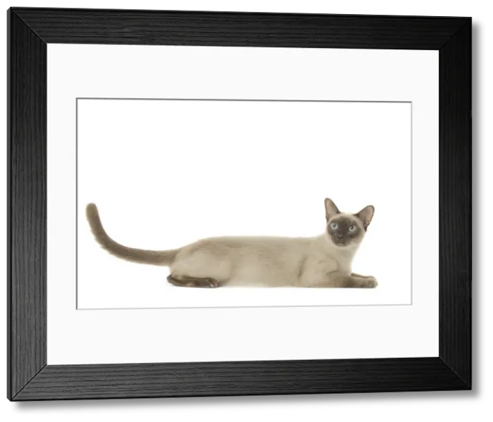 Framed Print : Picture No. 11807956 Framed Print : Picture No. 11807956