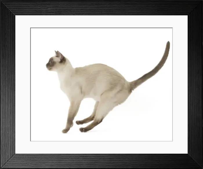 Framed Print : Picture No. 11807957