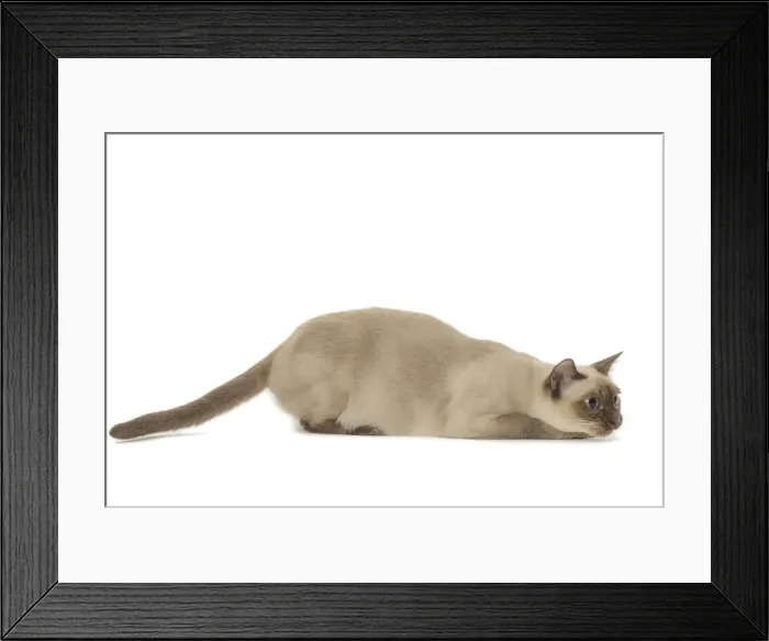 Framed Print : Picture No. 11807954 Framed Print : Picture No. 11807954