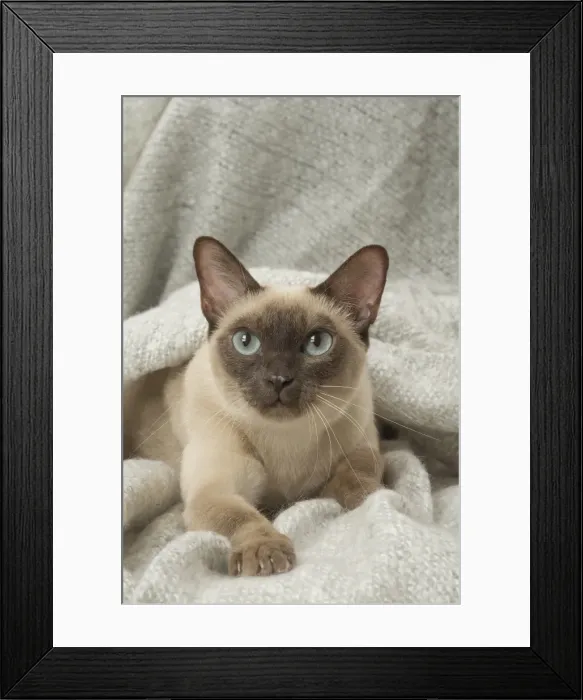 Framed Print : Picture No. 11807958 Framed Print : Picture No. 11807958
