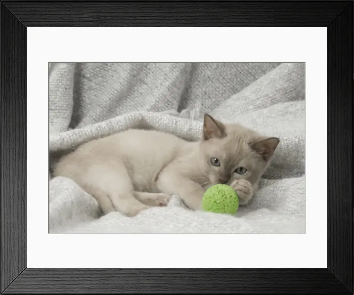 Framed Print : Picture No. 11807959 Framed Print : Picture No. 11807959