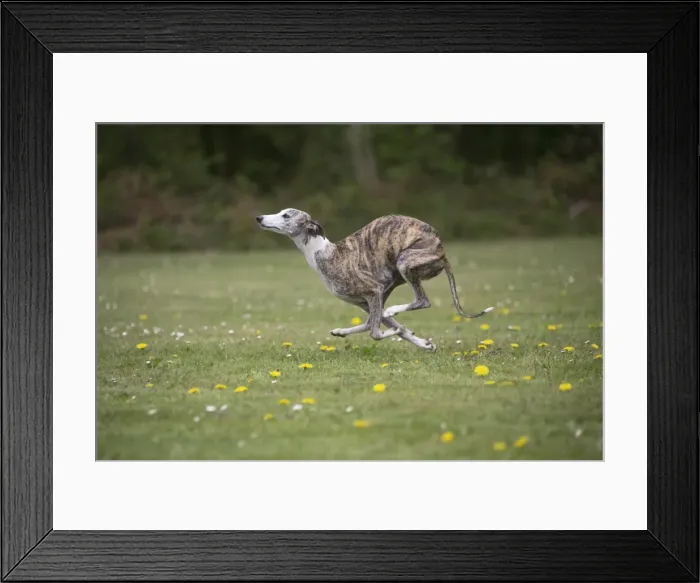 Framed Print : Picture No. 11807960 Framed Print : Picture No. 11807960