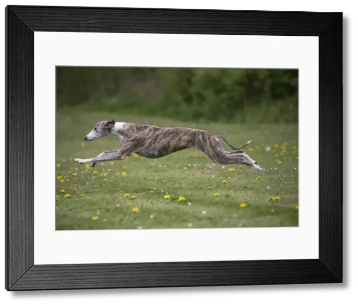 Framed Print : Picture No. 11807962 Framed Print : Picture No. 11807962