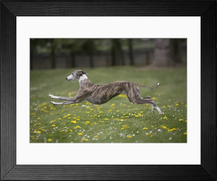 Framed Print : Picture No. 11807963 Framed Print : Picture No. 11807963