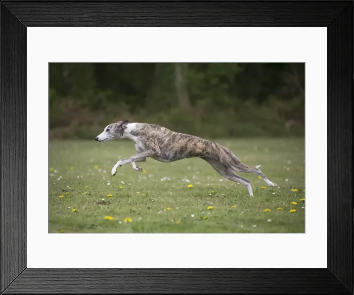 Framed Print : Picture No. 11807964 Framed Print : Picture No. 11807964