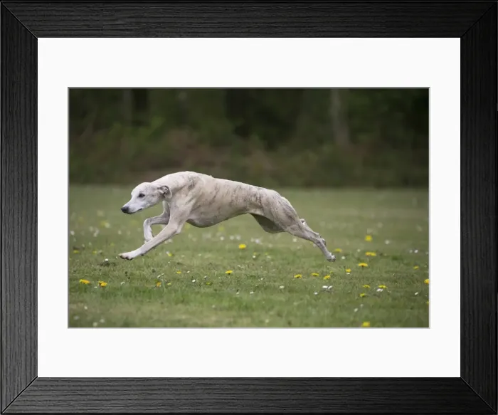 Framed Print : Picture No. 11807965 Framed Print : Picture No. 11807965