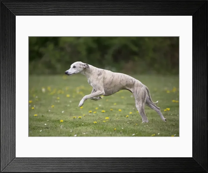 Framed Print : Picture No. 11807966 Framed Print : Picture No. 11807966