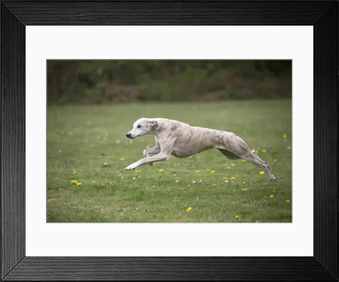 Framed Print : Picture No. 11807967 Framed Print : Picture No. 11807967