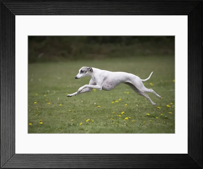 Framed Print : Picture No. 11807968 Framed Print : Picture No. 11807968