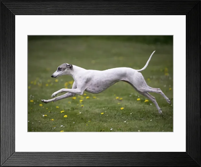 Framed Print : Picture No. 11807969 Framed Print : Picture No. 11807969
