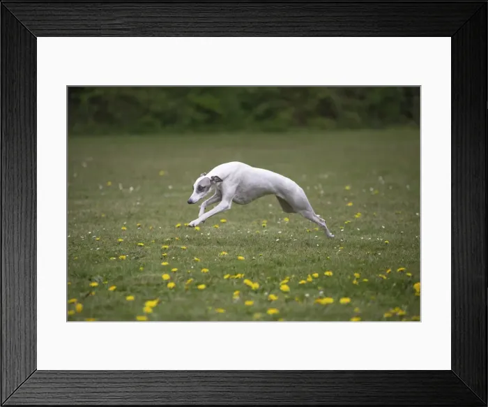 Framed Print : Picture No. 11807970 Framed Print : Picture No. 11807970