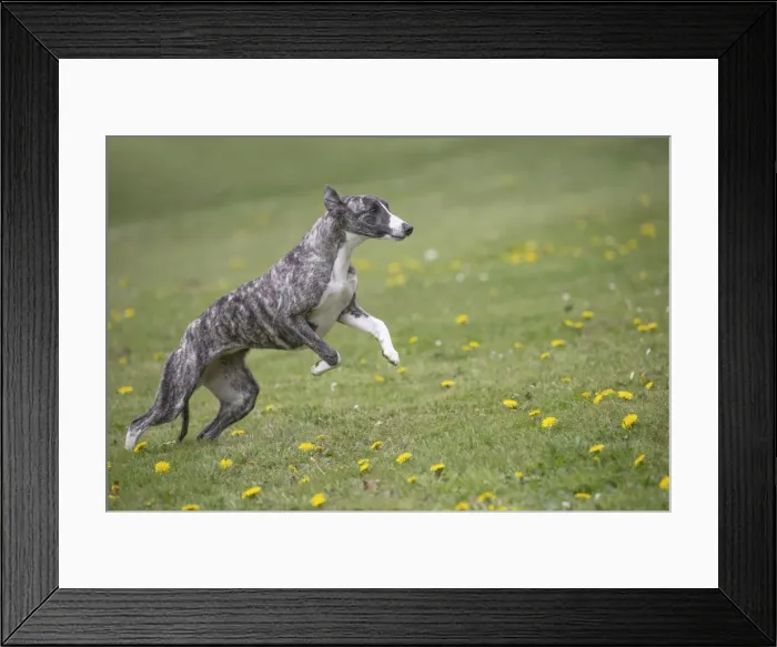 Framed Print : Picture No. 11807971 Framed Print : Picture No. 11807971