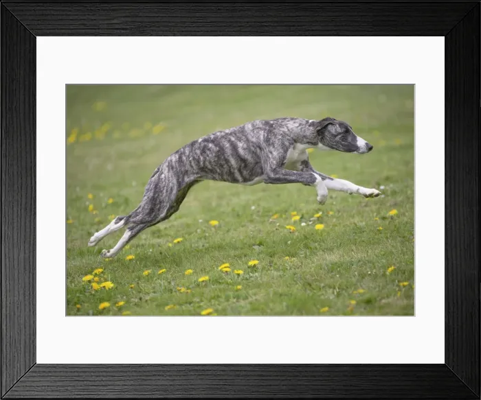 Framed Print : Picture No. 11807972 Framed Print : Picture No. 11807972