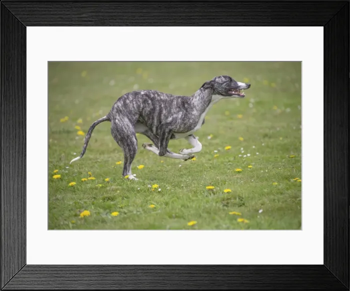 Framed Print : Picture No. 11807973 Framed Print : Picture No. 11807973