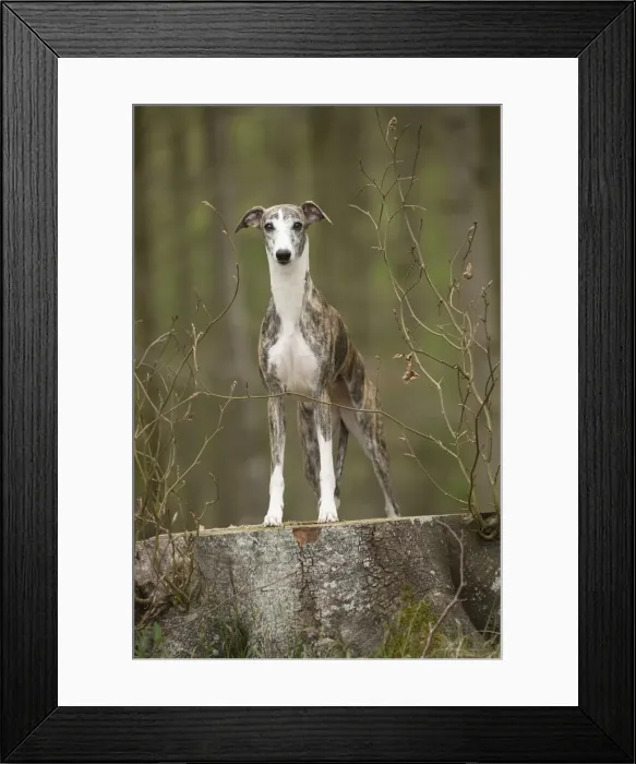 Framed Print : Picture No. 11807974 Framed Print : Picture No. 11807974