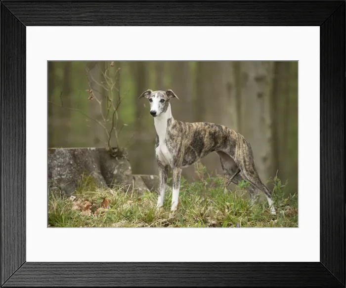 Framed Print : Picture No. 11807975 Framed Print : Picture No. 11807975