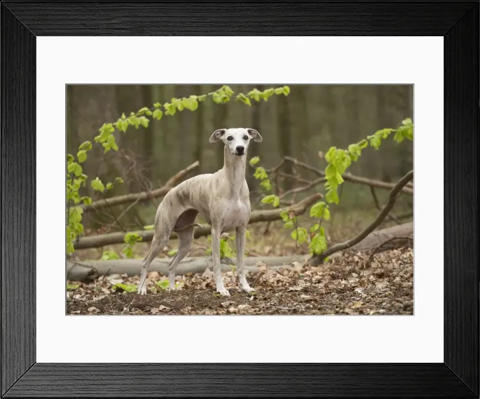 Framed Print : Picture No. 11807976 Framed Print : Picture No. 11807976