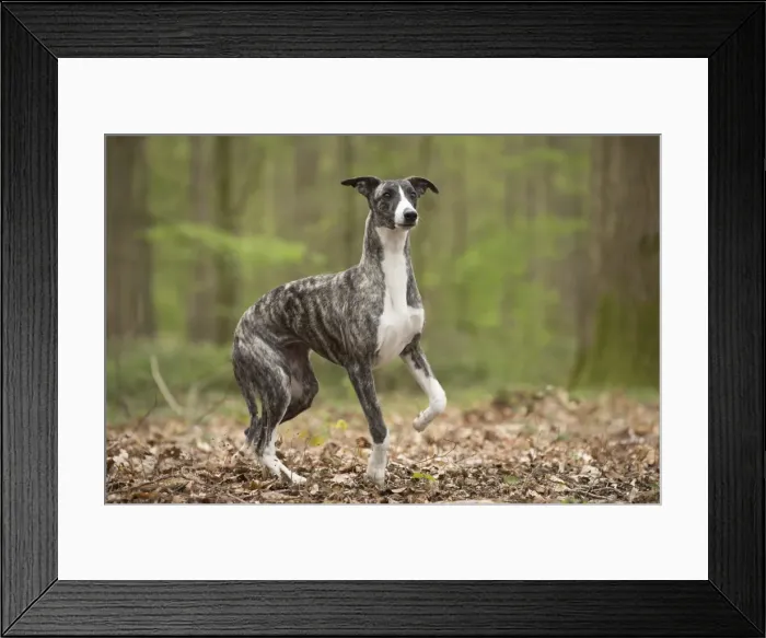 Framed Print : Picture No. 11807977 Framed Print : Picture No. 11807977