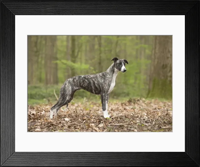 Framed Print : Picture No. 11807978 Framed Print : Picture No. 11807978