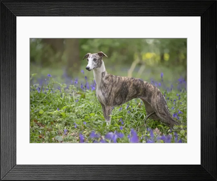 Framed Print : Picture No. 11807979 Framed Print : Picture No. 11807979