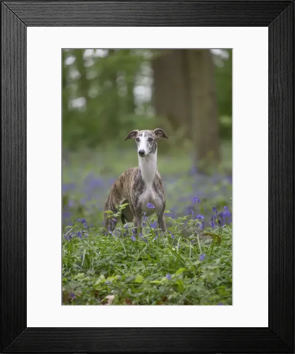 Framed Print : Picture No. 11807980 Framed Print : Picture No. 11807980