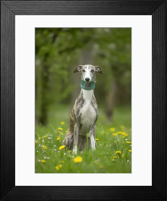 Framed Print : Picture No. 11807981 Framed Print : Picture No. 11807981