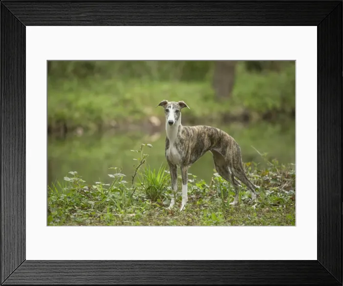 Framed Print : Picture No. 11807982 Framed Print : Picture No. 11807982