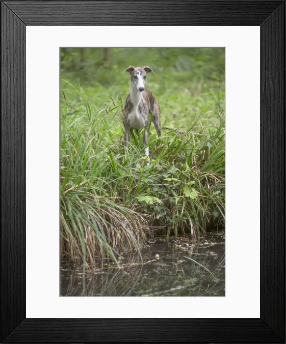 Framed Print : Picture No. 11807983 Framed Print : Picture No. 11807983