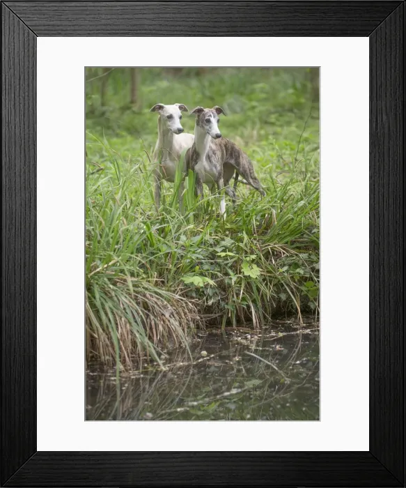 Framed Print : Picture No. 11807984 Framed Print : Picture No. 11807984