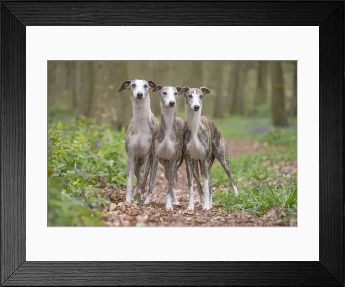 Framed Print : Picture No. 11807985 Framed Print : Picture No. 11807985