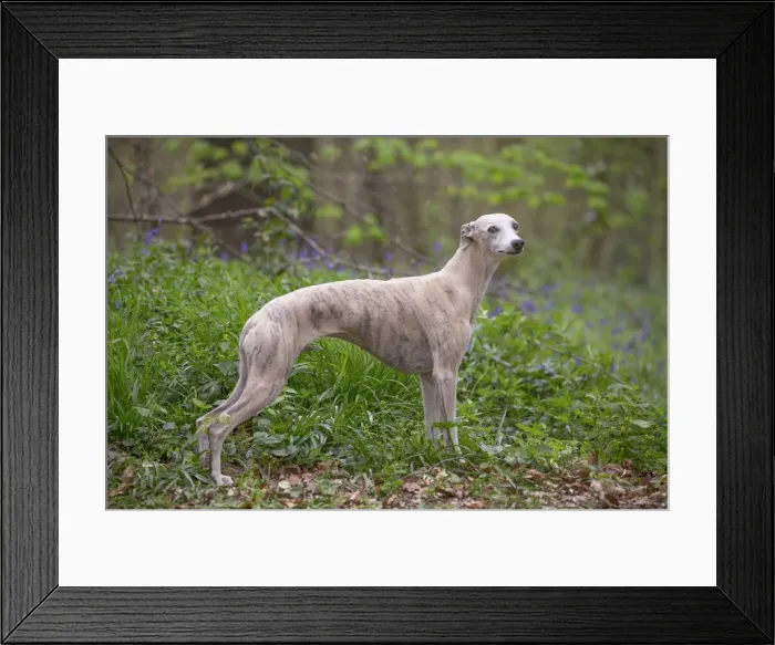 Framed Print : Picture No. 11807987 Framed Print : Picture No. 11807987