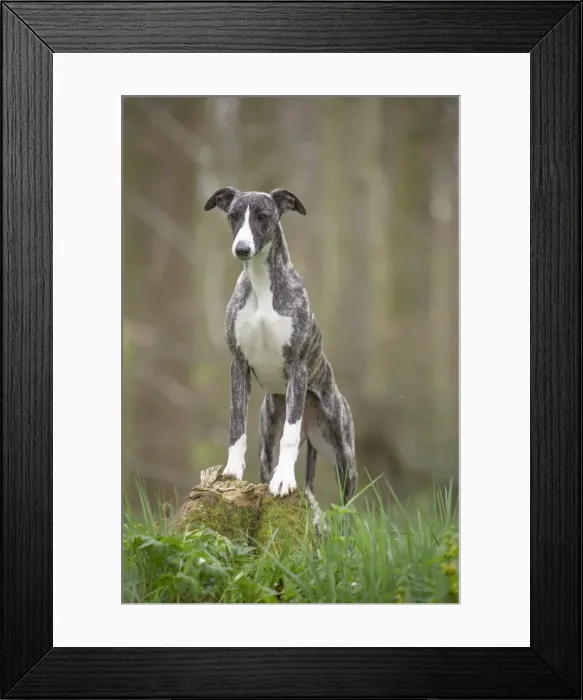 Framed Print : Picture No. 11807988 Framed Print : Picture No. 11807988