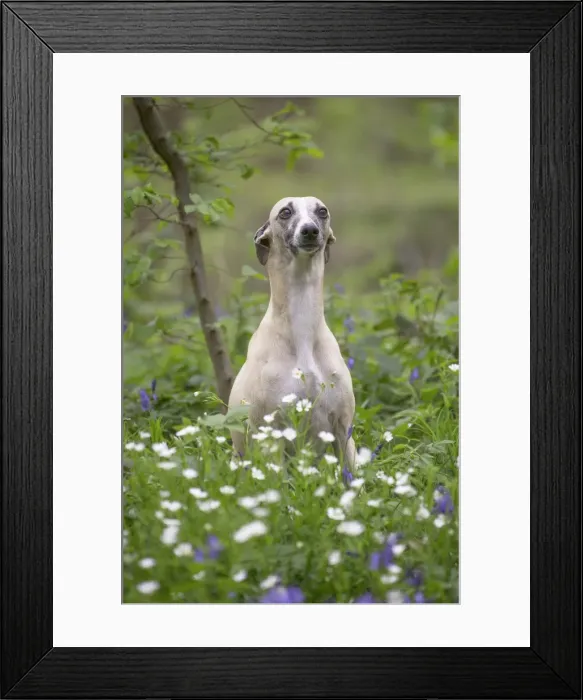 Framed Print : Picture No. 11807989 Framed Print : Picture No. 11807989