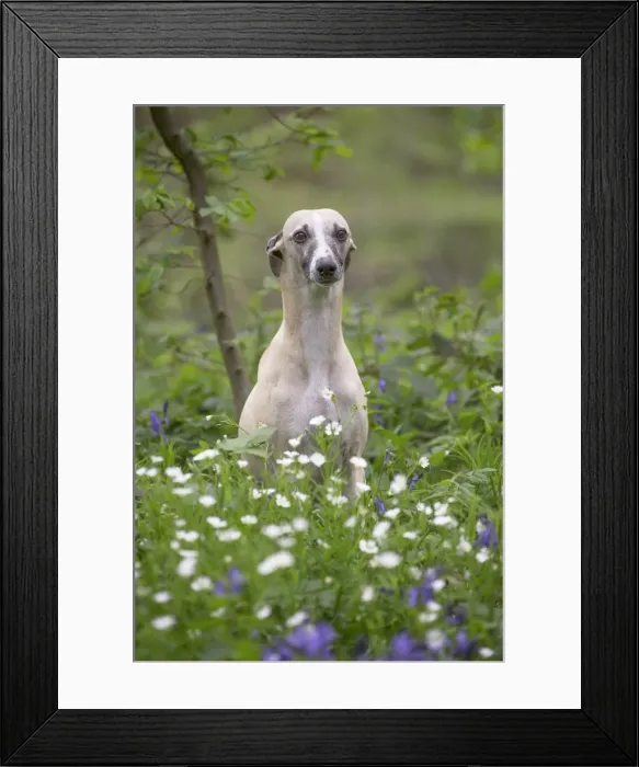 Framed Print : Picture No. 11807990 Framed Print : Picture No. 11807990