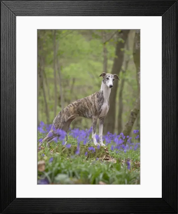 Framed Print : Picture No. 11807991 Framed Print : Picture No. 11807991