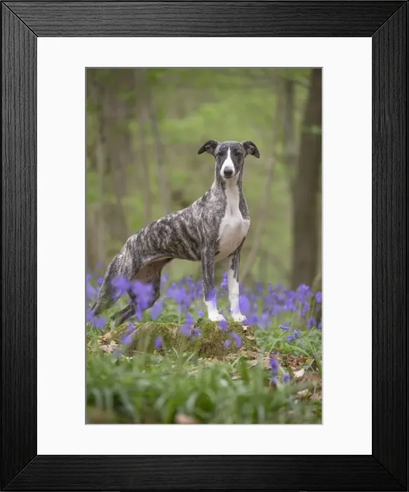 Framed Print : Picture No. 11807992 Framed Print : Picture No. 11807992