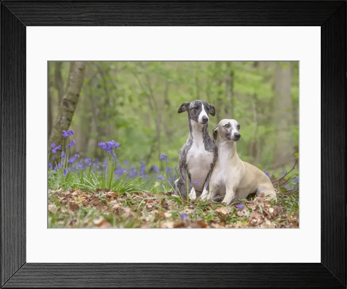 Framed Print : Picture No. 11807993 Framed Print : Picture No. 11807993