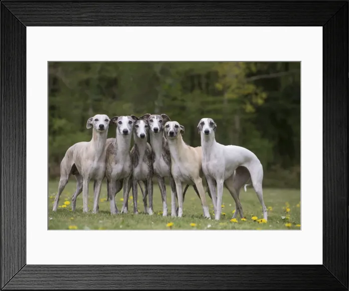 Framed Print : Picture No. 11807994 Framed Print : Picture No. 11807994